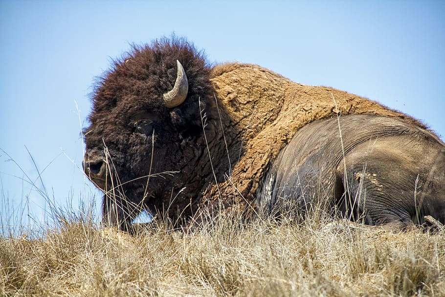brown, lying, ground, Bison, Buffalo, Animal, Wildlife, Horns, wilderness, grass