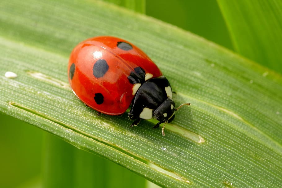 closeup, photography, ladybird, green, leaf, ladybug, insect, red, dots, black