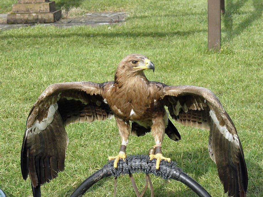 Águila de estepa, rapaz, ave de rapiña, rapaz águila, ave, animal, vida  silvestre, depredador, hierba, temas de animales | Pxfuel