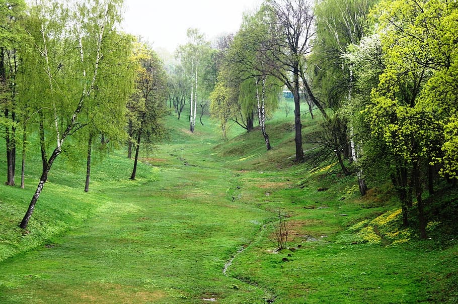 ravine, green, spring, grass, trees, peaceful, tranquil, estate grounds, tree, plant