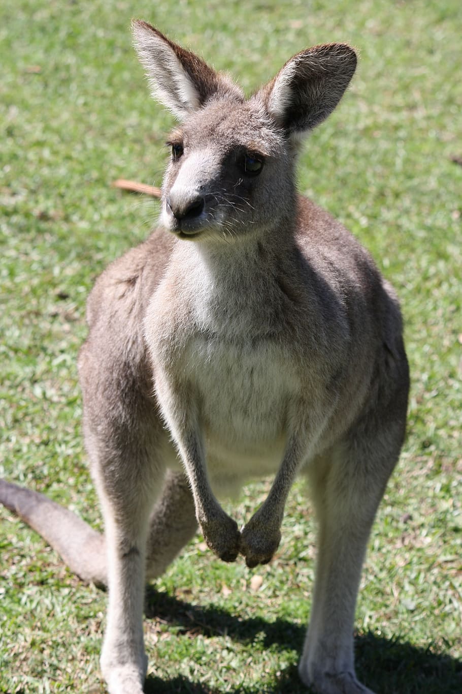 canguro, australia, mar, marsupial, naturaleza, salvaje, australiano, interior, lindo, zoológico