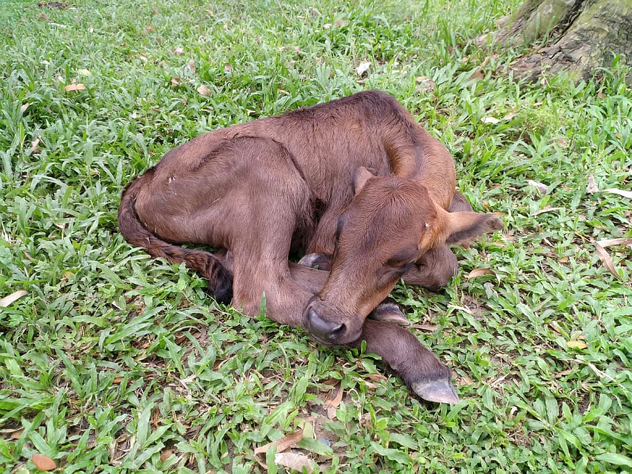 betis, betis imut, betis tidur, betis muda, betis bangladeshi, betis baru lahir, binatang menyusui, rumput, tema hewan, hewan