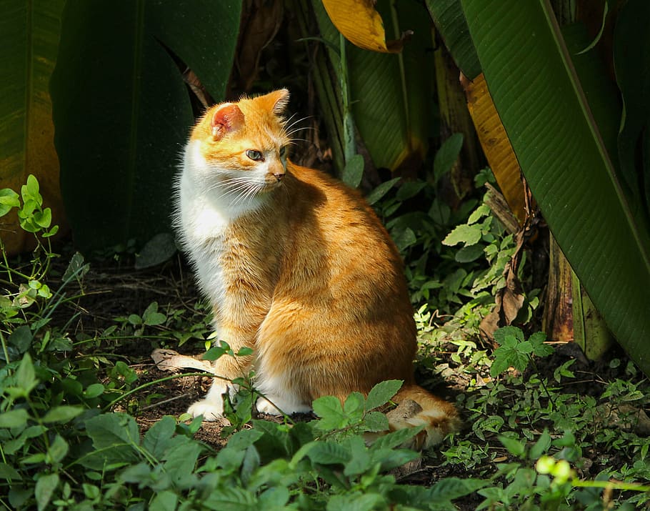 orange, tabby, cat, surrounded, green, leafed, plant, housecat, kitty, feline