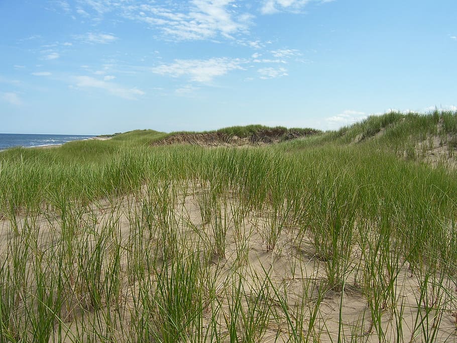 duna, arena, playa, mar, hierba, natural, planta, cielo, césped, tranquilidad