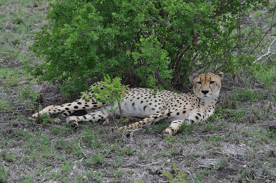 African Cheetah, Wildlife, cheetah, undomesticated Cat, africa, animals In The Wild, safari Animals, nature, animal, feline