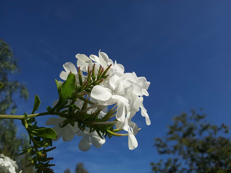 selective, focus photography, white, oleander flower, blue sky, floral, plant, natural, blossom, bloom