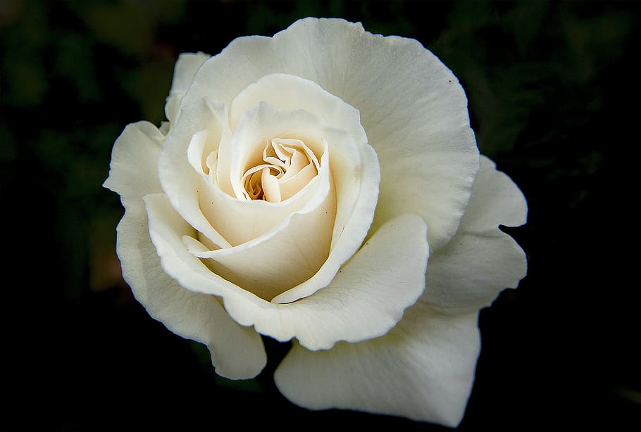bunga mawar putih, bunga, mawar, warna-warni, kelopak, putih, mekar, cinta, romantis, musim panas