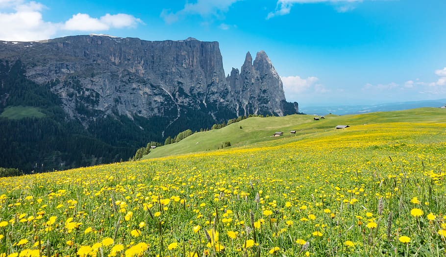 prado de montaña, flores alpinas, flor alpina, flores, planta alpina, alfombra de flores, seiser alm, belleza en la naturaleza, flor, planta