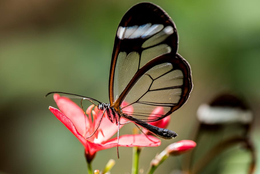 glasswing butterfly, red, petaled flower, butterfly, macro, pose, plant, green, colors, detail