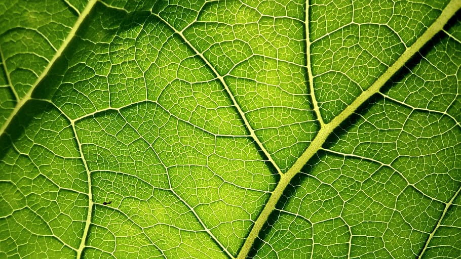 letter, nature, wallpaper, green color, full frame, plant part, leaf, plant, backgrounds, close-up