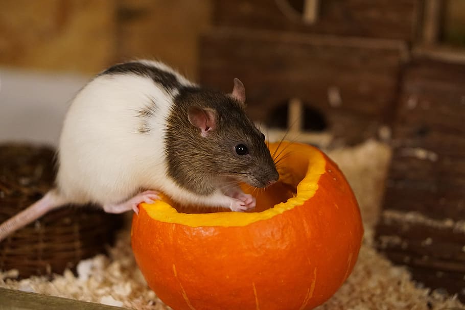 white, gray, orange, pumpkin, Rat, Color, Sweet, Smart, Rodent, color rats