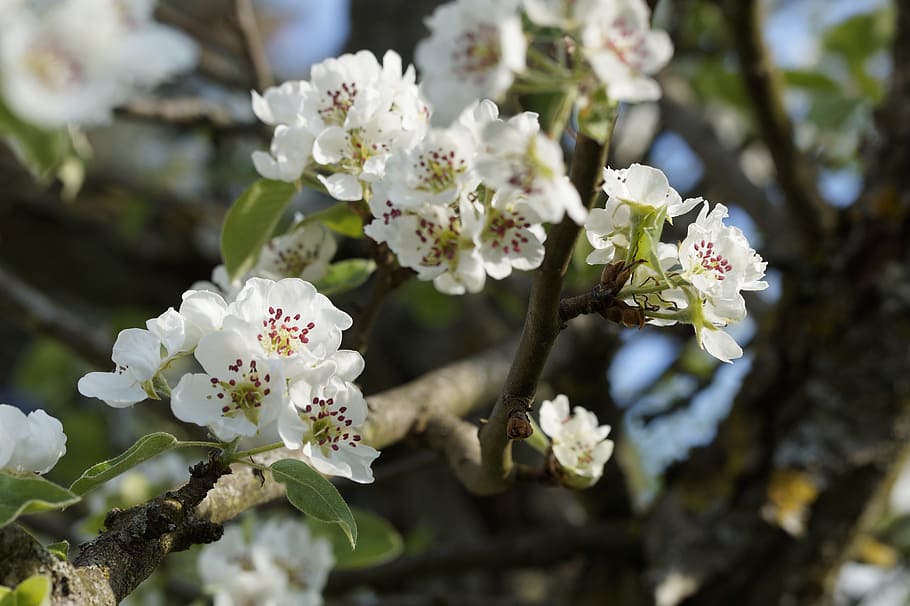 apple, apple tree, apple blossom, blossom, bloom, white, branch, apple tree flowers, apple tree blossom, spring