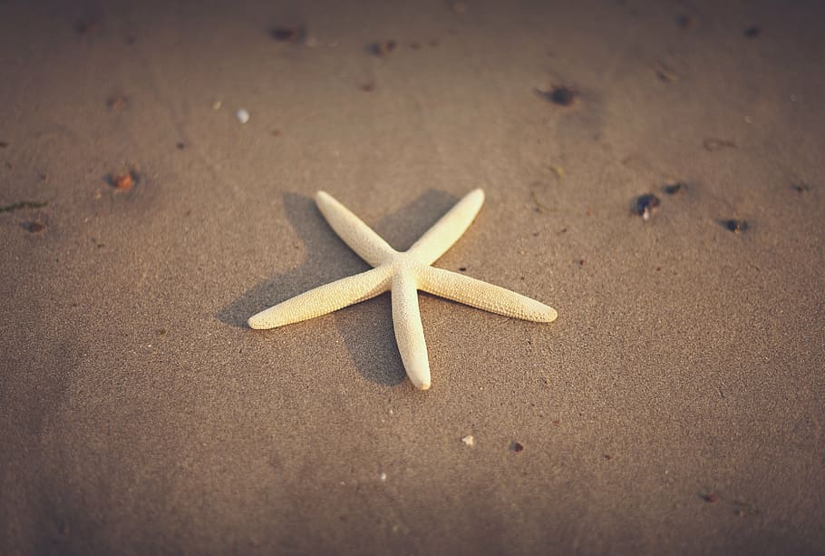 white, starfish, brown, sand, close, beige, beach, summer, shore, indoors