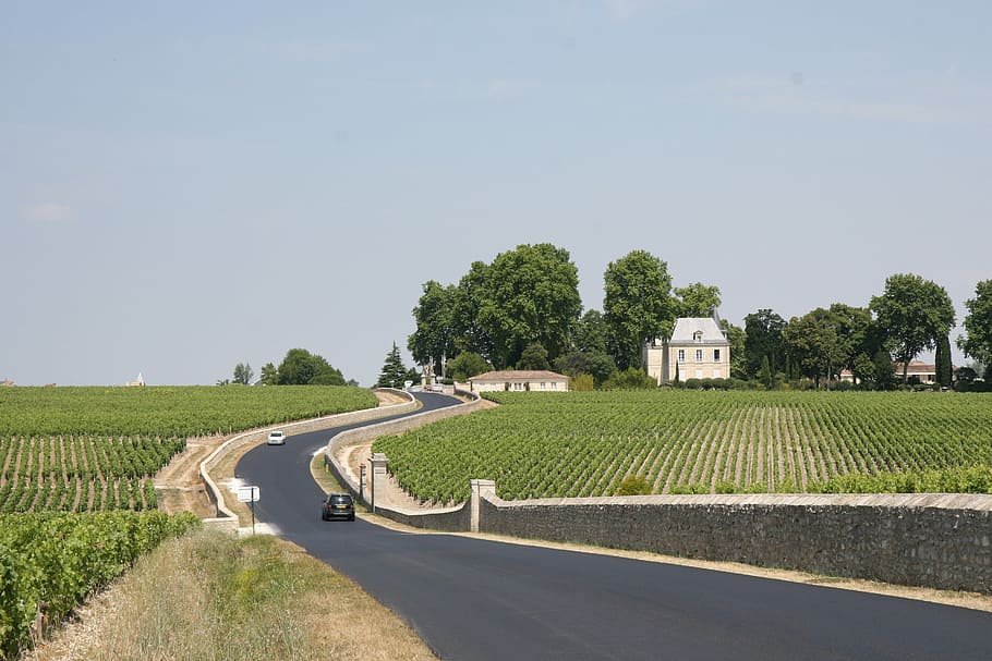 black, vehicle, asphalt road, farm field, france, bordeaux, winery, vineyard, countryside, plantation