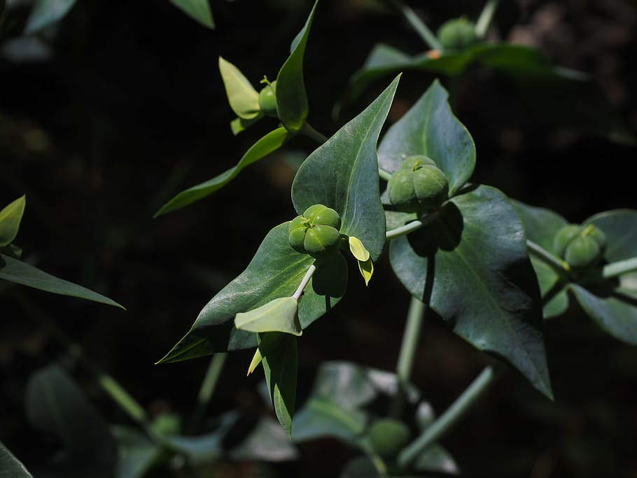 Euphorbia lathyris, spurge, euphorbia, família de spurge, euphorbiaceae, sementes, cápsulas de sementes, encapsular, tóxico, ingenol