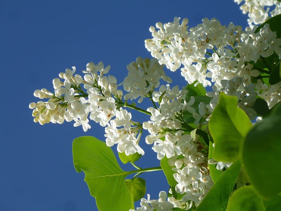 lila, lila blanca, flor lila, blanco, fliederblueten, umbelas lilas,  arbusto ornamental, tierno, planta, arbusto decorativo | Pxfuel