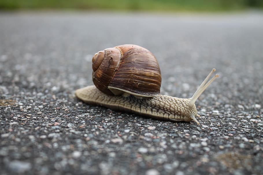 snail, slow, shell, mollusk, close-up, slimy, nature, slug, macro, asphalt