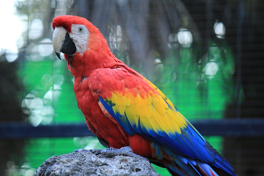 Parrot Macaw Red Amazon Ave Bird Tropical Bird Animal Jungle Nature Pxfuel