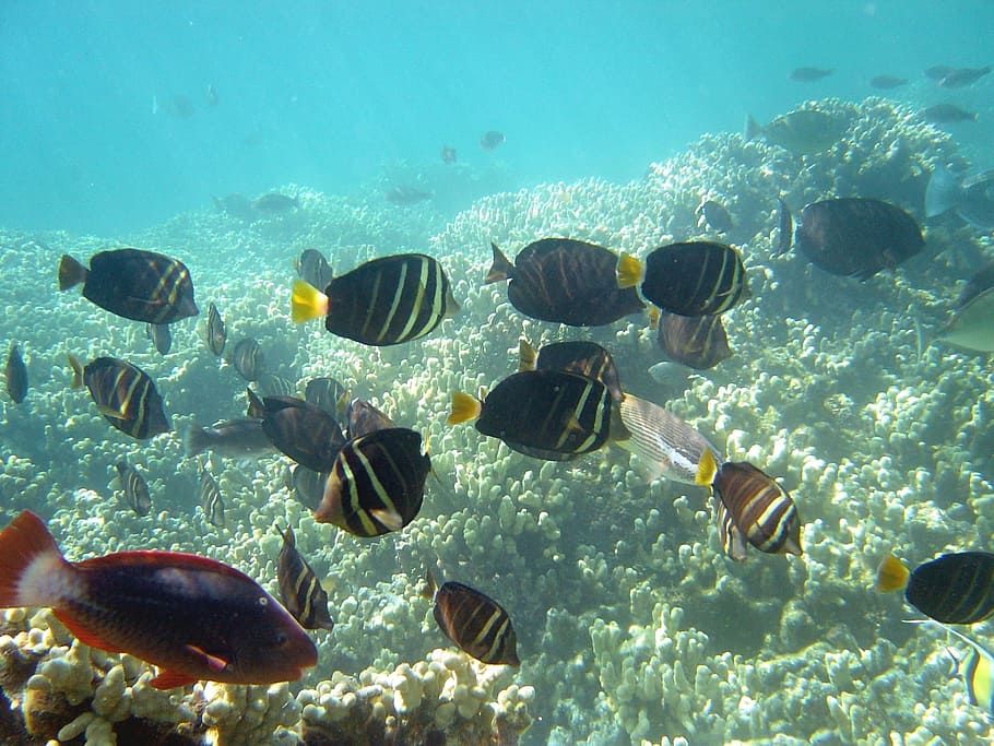 tang surgeonfish, fish, surgeonfish, reef, ocean, sea, underwater, tropical, hawaii, colorful