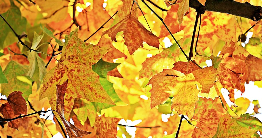녹색 잎, 가을, 단풍, 잎, 진정한 잎, 가을 색, 자연, 황금빛 가을, 화려한, 가을 분위기
