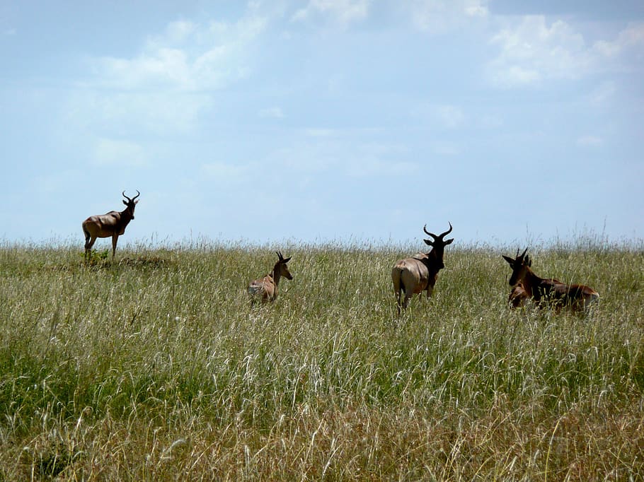 antelope, kenya, africa, nature, wild, wildlife, safari, animal, mammal, park