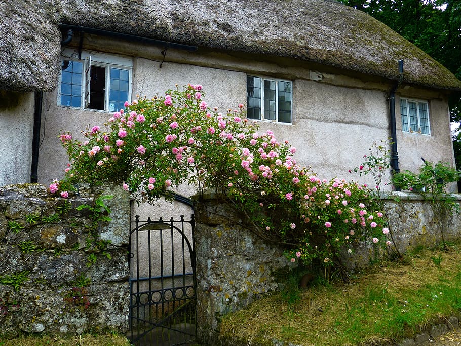 pink, petaled flowers, fence, grey, concrete, house, home, roses, rose arch, old