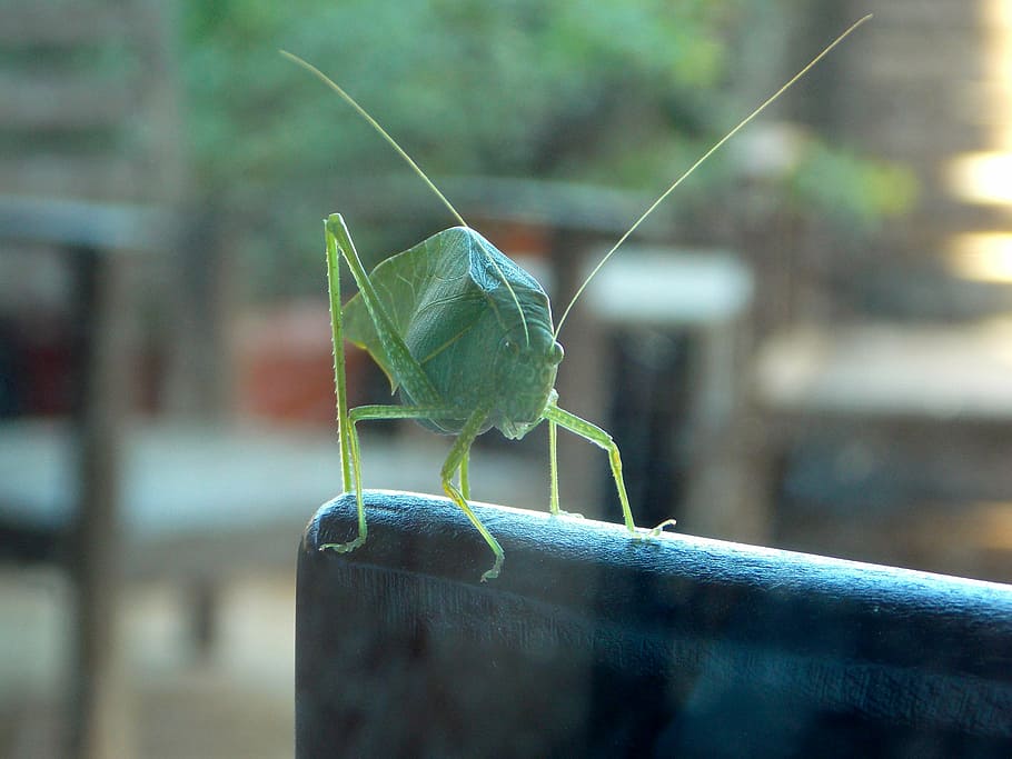 cricket, katydid, grasshopper, insect, nature, green, wildlife, bug, antenna, close