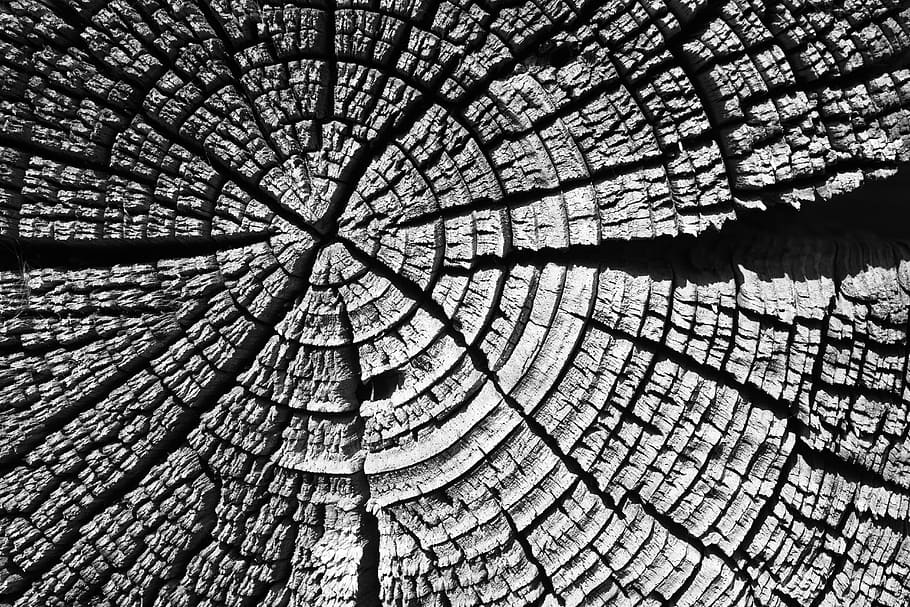 gris, escala fotográfica, rama de madera, árbol, madera, textura de madera, pueblo, naturaleza, casa de campo, baño