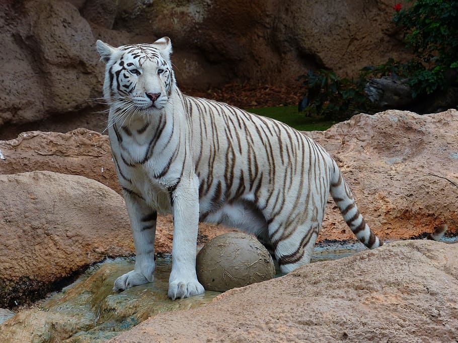 closeup, photo albino tiger, white bengal tiger, tiger, predator, cat, dangerous, wildcat, big cat, king tiger