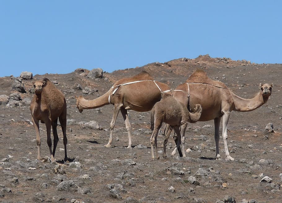 Camello, Desierto, Wadi, Dromedario, Bandada, seco, steinig, joroba, animal joven, nómada