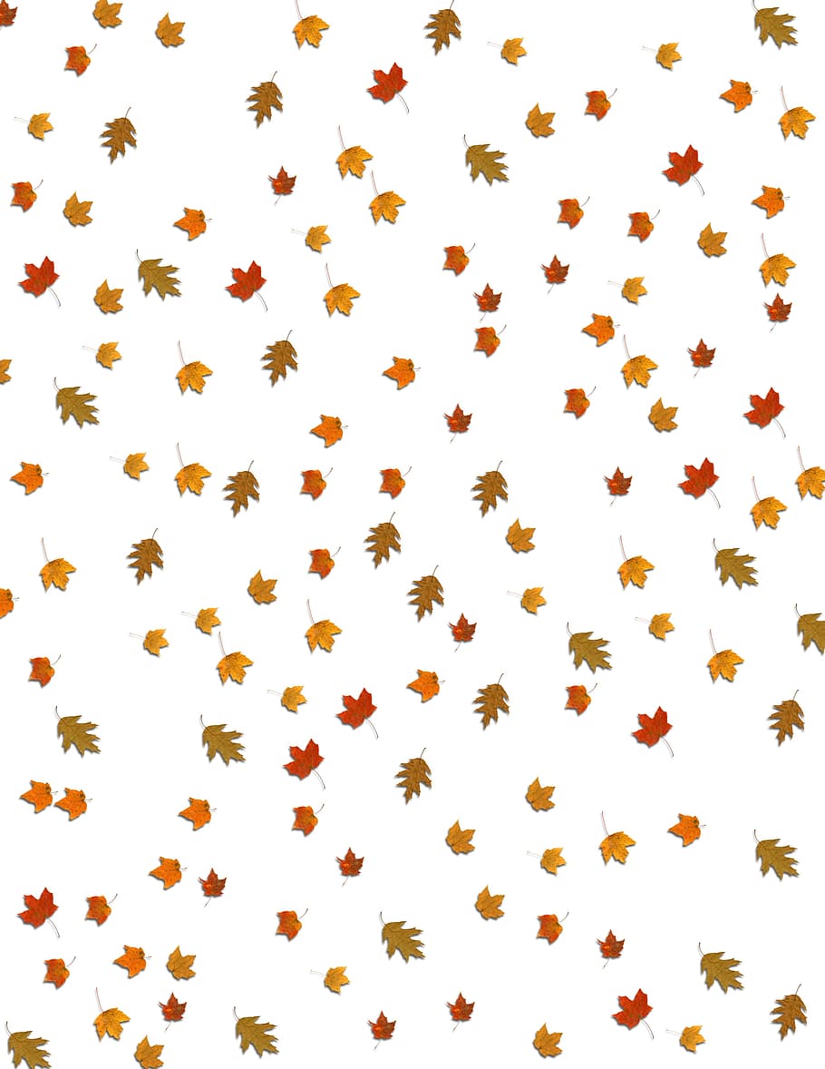 leaves, fall, falling, background, fall leaves background, season, autumn, white background, food, large group of objects