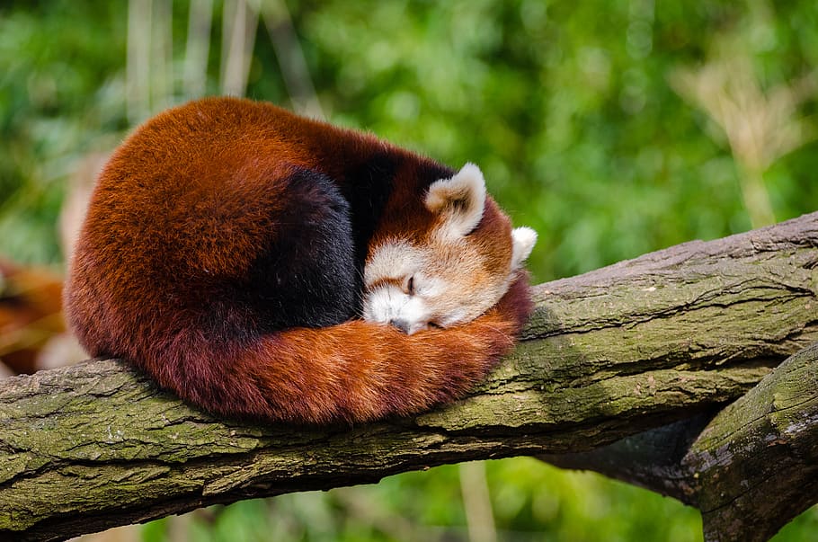 Panda rojo, panda, toma, siesta, arriba, árbol, rama, durante el día, Temas de animales, un animal