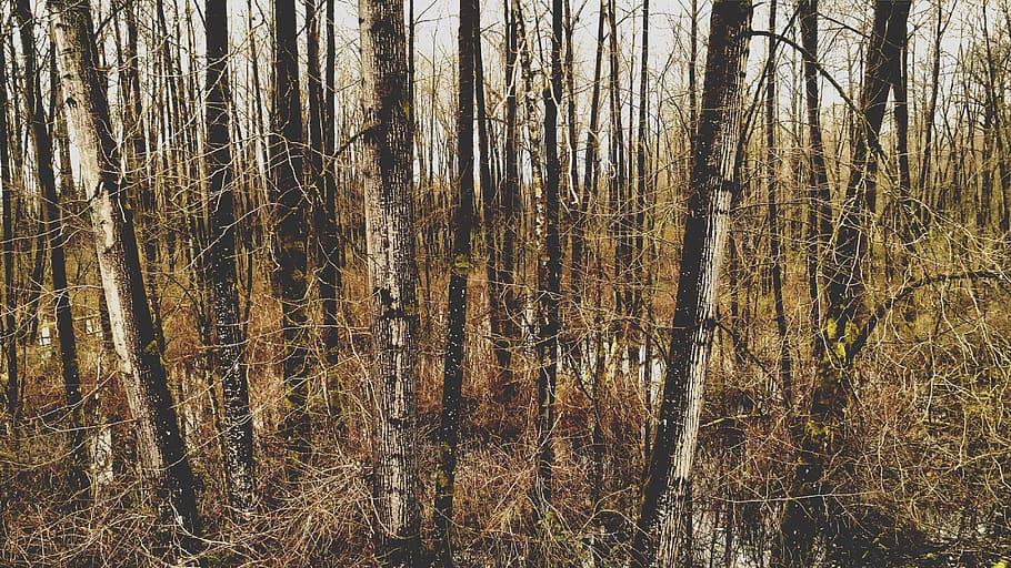 wetland, forest, landscape, trees, rural, marsh, outdoors, bark, branches, nature
