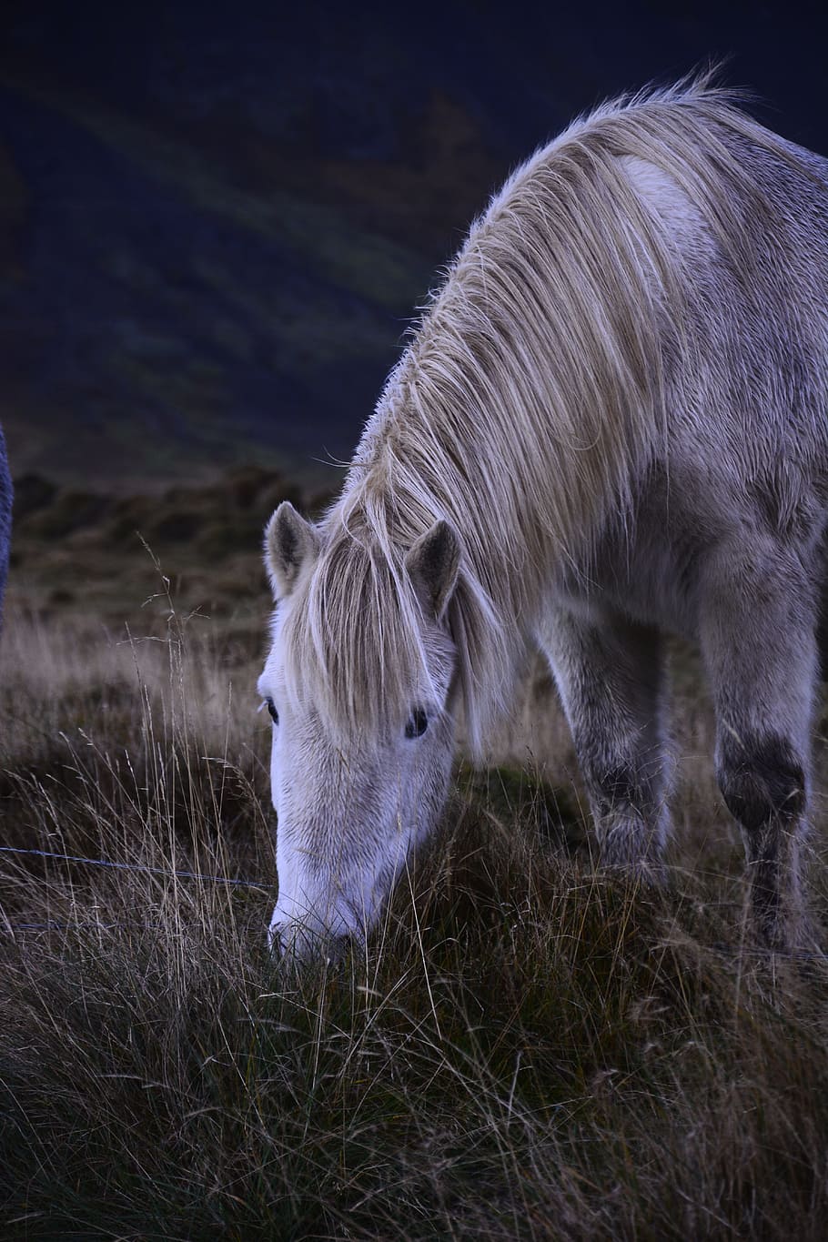 Iceland, Horse, White, Icelandic, Rural, portrait, landscape, animal, nature, pony