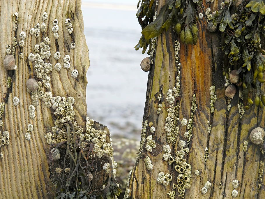 groynes, sea, beach, north sea, barnacles, snails, focus on foreground, day, close-up, wood - material
