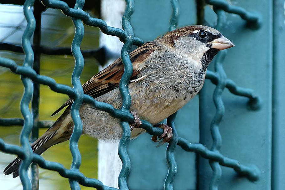 brown, sparrow bird, green, metal frame, bird, sparrow, passer domesticus, grid, fence, dom