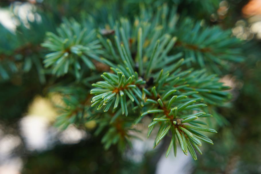 Pine, Conifer, Bough, green, green color, nature, growth, needle, focus on foreground, plant