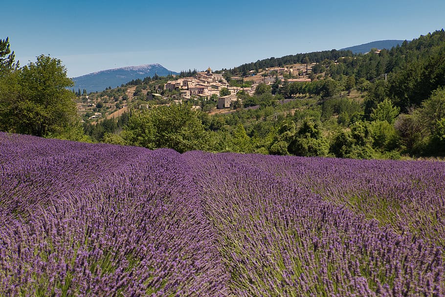lavender, bidang, ungu, bidang lavender, perancis, kota, menanam, keindahan di alam, bunga, tanaman berbunga