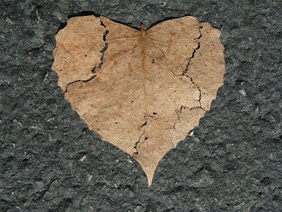 brown, dried, leaf, gray, surface, heart, broken, nature love, shape, autumn