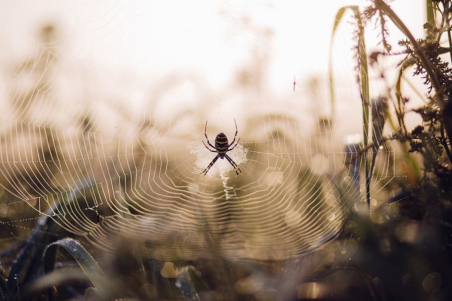 selektif, fokus fotografi, laba-laba argiope aurantia, web, argiope, laba-laba, fokus, fotografi, serangga, hewan