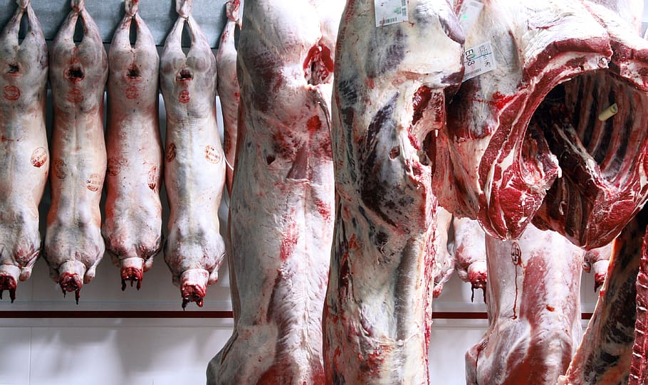animal, carcass, cold room, butcher, meat, beef, lamb, animal suffering, food and drink, food