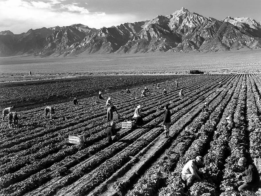 Fieldwork, Harvest, Mount Williamson, ansel adams, black and white, farmers, agricultural land, arable, arable land, agriculture