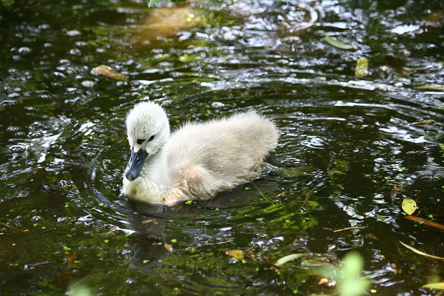 Swan, Ugly Duckling, Lake, Nature, young, swimming, wildlife, young bird, young animal, animals in the wild