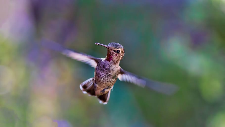 selectivo, fotografía de enfoque, marrón, colibrí, emplumado, pájaro, día, hora, animal, volador