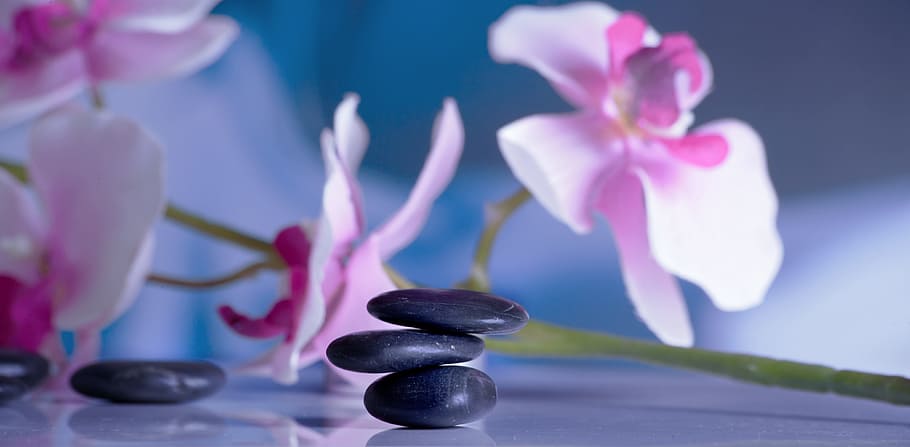 pink, flower, stones photo, massage, recovery, relaxation, rest, relax, wellness, recover