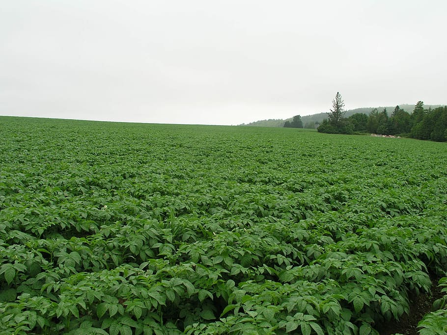 maine, potatoes, potato, crop, agriculture, landscape, growth, plant, green color, environment