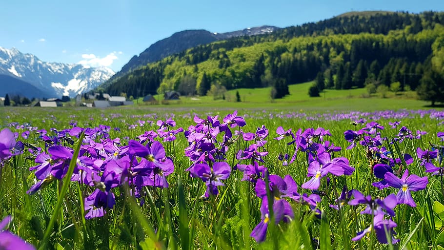prairie, flowers, mountain, landscape, nature, violets, thoughts, violet, plant, beauty in nature