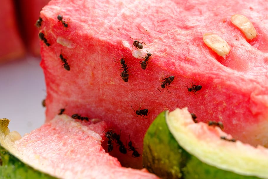 melón, sandía, comer, fruta, pulpa, dulce, hormigas, insectos, perturbar, alborotador