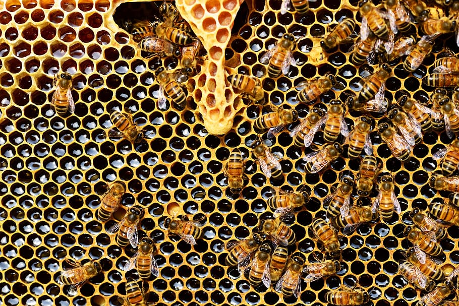 enjambre, abejas, panal, copa de la reina, abeja melífera, compartimiento de cría de la nueva reina, abejas rápidas, apis mellifera, primer plano, detalle