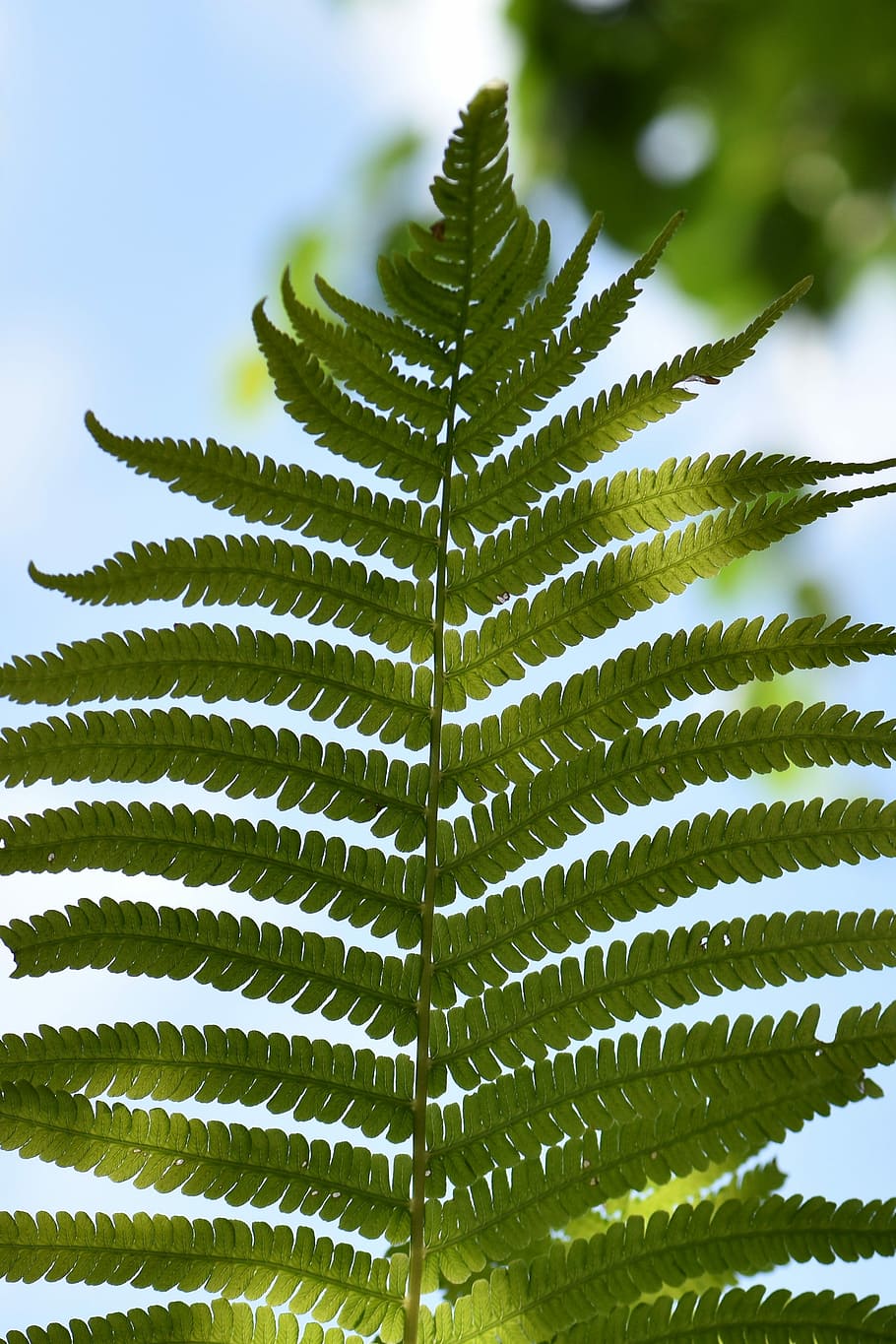 Fern, Green, Green, Plant, Nature, Forest, fern, green, plant, close, fern plant, leaves